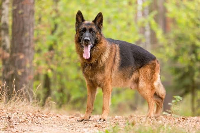 Top Puppy Dog Breeds In Nigeria (2025): Prices, Characteristics & Care Guide