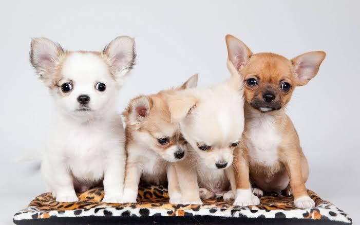 Top Puppy Dog Breeds In Ghana (2025): Prices, Personality & Care Tips
