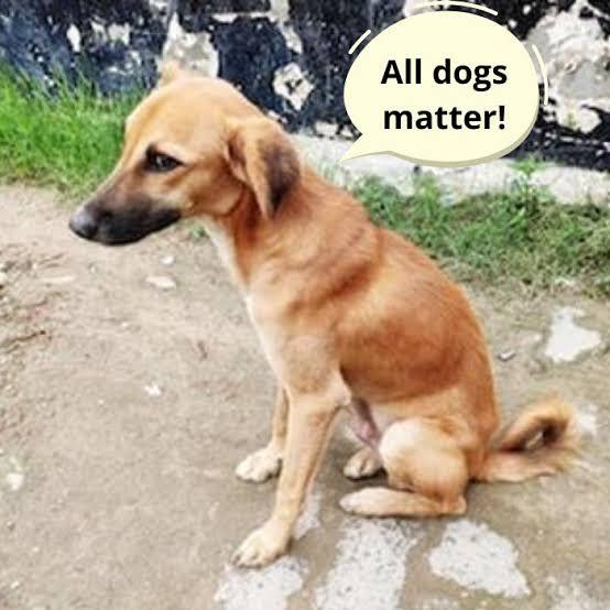 How To Easily Train Your Local Nigerian Dog (2025 Guide)