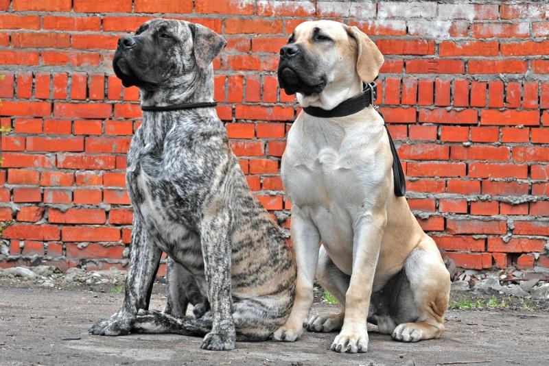 How To Easily Train Your Local South African Dog (2025 Guide)