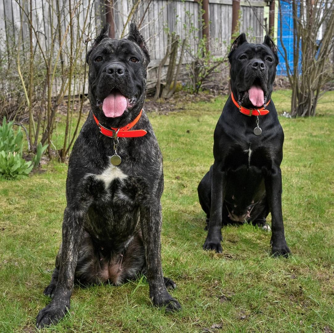 Top 10 Best Guard Dogs For Families In South Africa (2025): Safety, Loyalty, Price & Training Tips