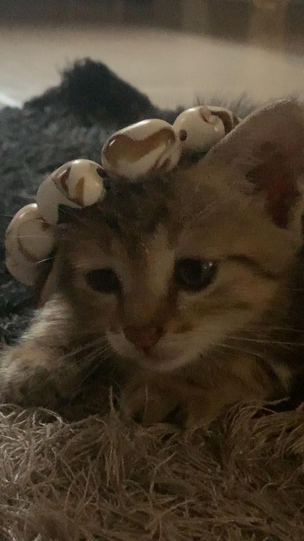 Kandy's avatar
